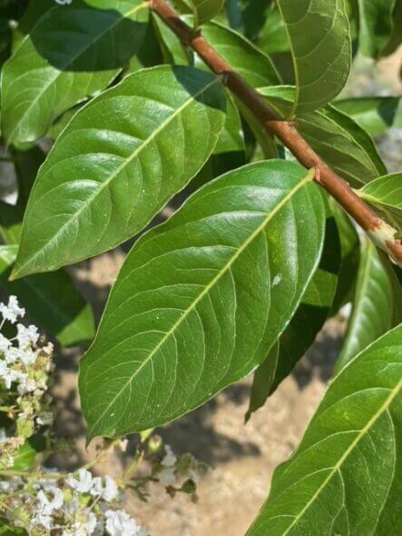 Natchez-Crape-Myrtle-foliage