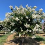 Natchez-Crape-Myrtle-summer