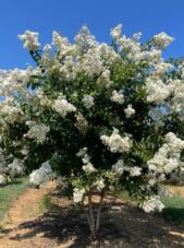 Natchez Crape Myrtle Summer View