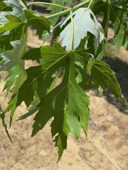 Silver-Queen-Maple-leaf