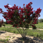 dynamite-Crape-Myrtle-Summer dynamite-Crape-Myrtle-Summer