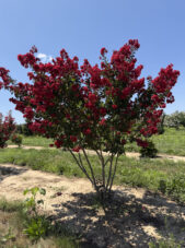 Dynamite Crape Myrtle in the Summer