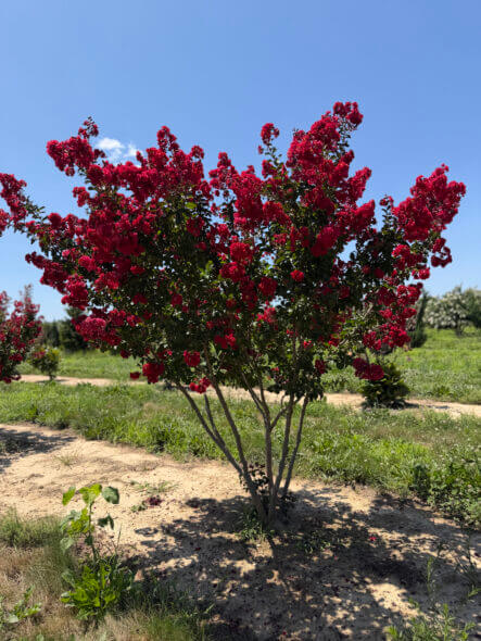 dynamite-Crape-Myrtle-Summer dynamite-Crape-Myrtle-Summer
