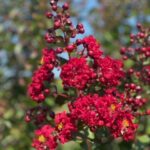 dynamite-crape-myrtle-flower