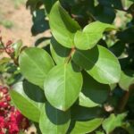 dynamite-crape-myrtle-leaf