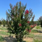 dynamite-crape-myrtle-summer