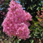 sioux-crape-myrtle-flower