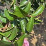 sioux-crape-myrtle-leaf