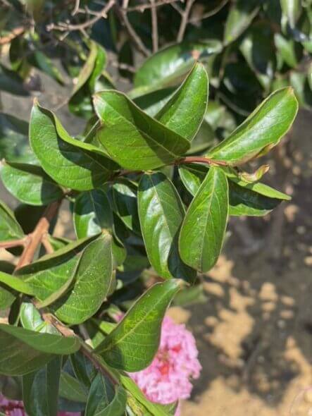 sioux-crape-myrtle-leaf