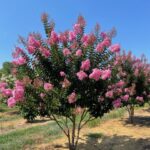 sioux-crape-myrtle-summer