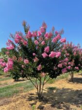 Sioux Crape Myrtle Summer View