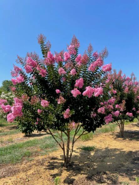 sioux-crape-myrtle-summer