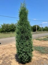 Taylor Juniper Summer View