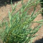 taylor-juniper-foliage