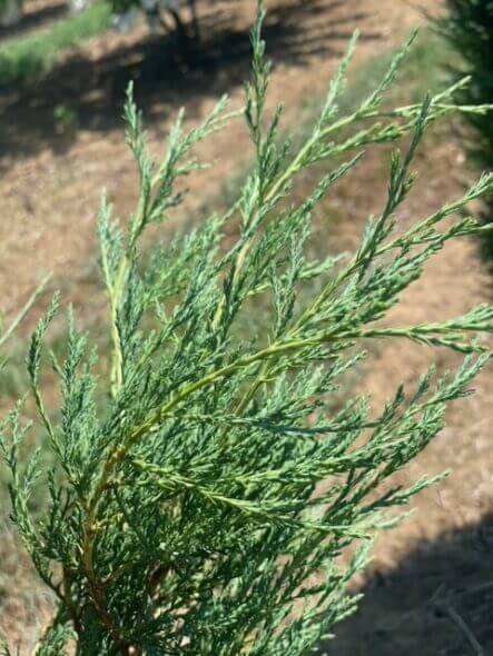 taylor-juniper-foliage