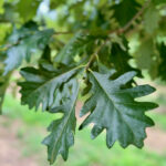 American Dream Oak Foliage