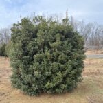 Osmanthus 'Gulftide'