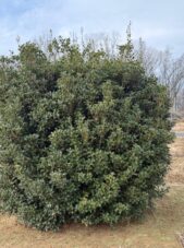 Winter and Summer View of the Evergreen Osmanthus 'Gulftide'