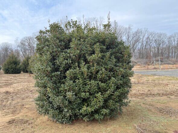 Osmanthus 'Gulftide'