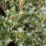 Close up of the Osmanthus 'Gulftide' leaf
