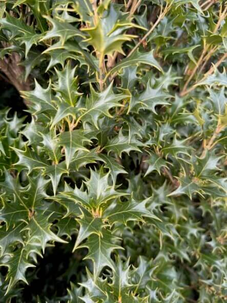 Close up of the Osmanthus 'Gulftide' leaf