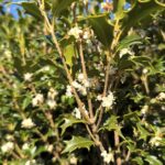 White Flower of the  Osmanthus 'Gulftide'