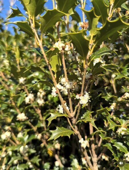 White Flower of the  Osmanthus 'Gulftide'