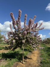 Spring/Summer "Malus" Indian Magic