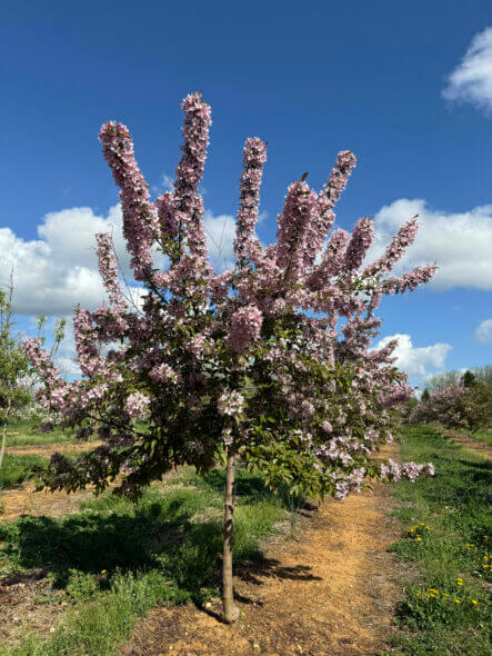 Spring/Summer "Malus" Indian Magic