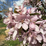 Malus 'Indian Magic' Flower