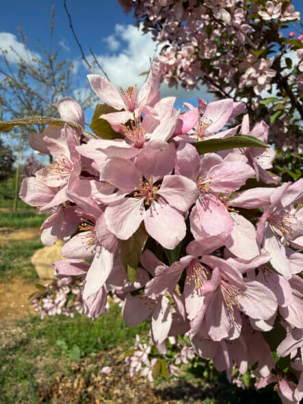 Malus 'Indian Magic' Flower