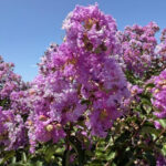 Catawba-Crape-Myrtle-Flower