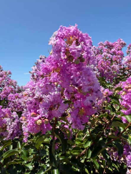 Catawba-Crape-Myrtle-Flower