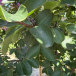 Catawba-Crape-Myrtle-Foliage
