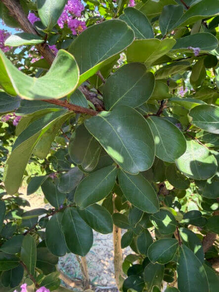 Catawba-Crape-Myrtle-Foliage