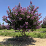 Catawba-Crape-Myrtle-Summer