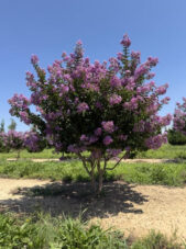 Catawba Crape Myrtle Summer View
