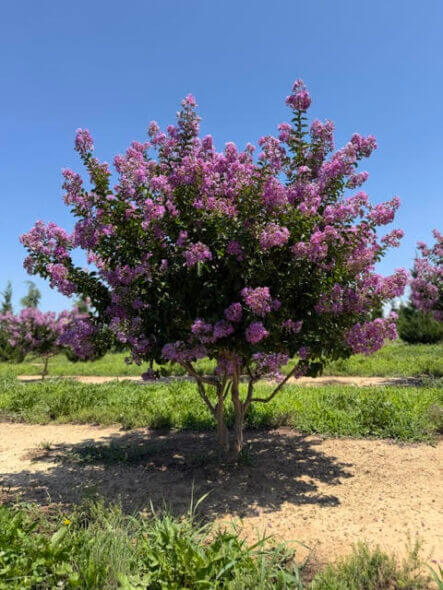 Catawba-Crape-Myrtle-Summer