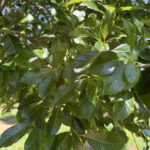 Green-Gable-Foliage