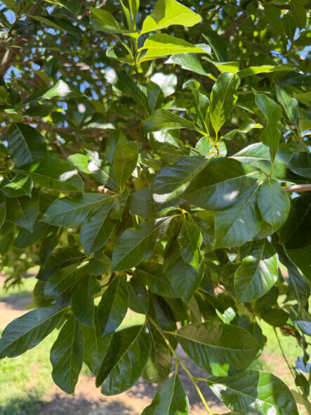 Green-Gable-Foliage