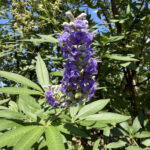 Shoal-Creek-Vitex-Flower