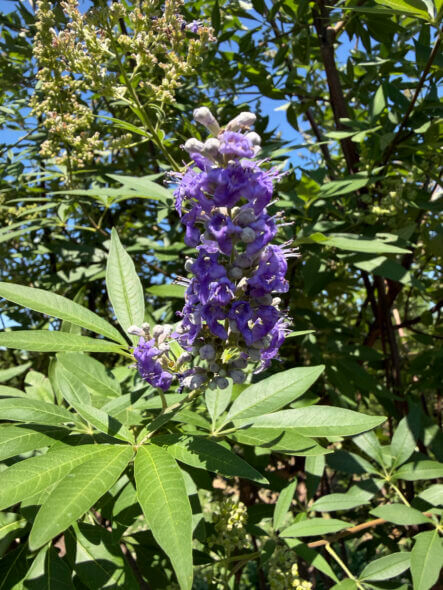 Shoal-Creek-Vitex-Flower