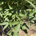 Shoal-Creek-Vitex-Foliage