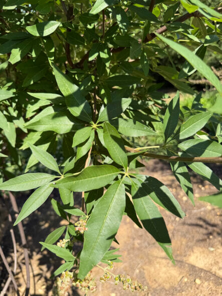 Shoal-Creek-Vitex-Foliage