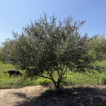 Shoal-Creek-Vitex-Summer