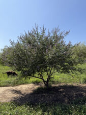 Shoal Creek Vitex Summer View