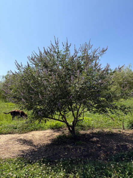 Shoal-Creek-Vitex-Summer