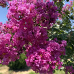 Twilight-Crape-Myrtle-Flower