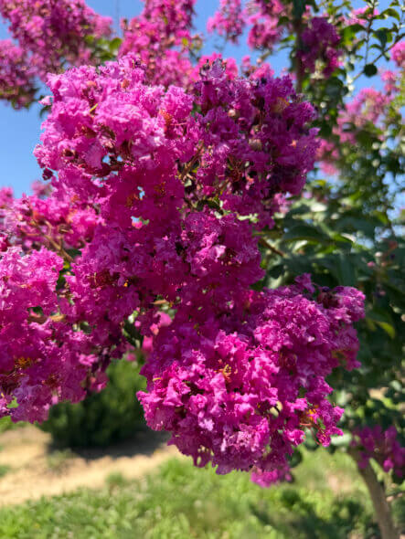 Twilight-Crape-Myrtle-Flower