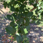 Twilight-Crape-Myrtle-Foliage